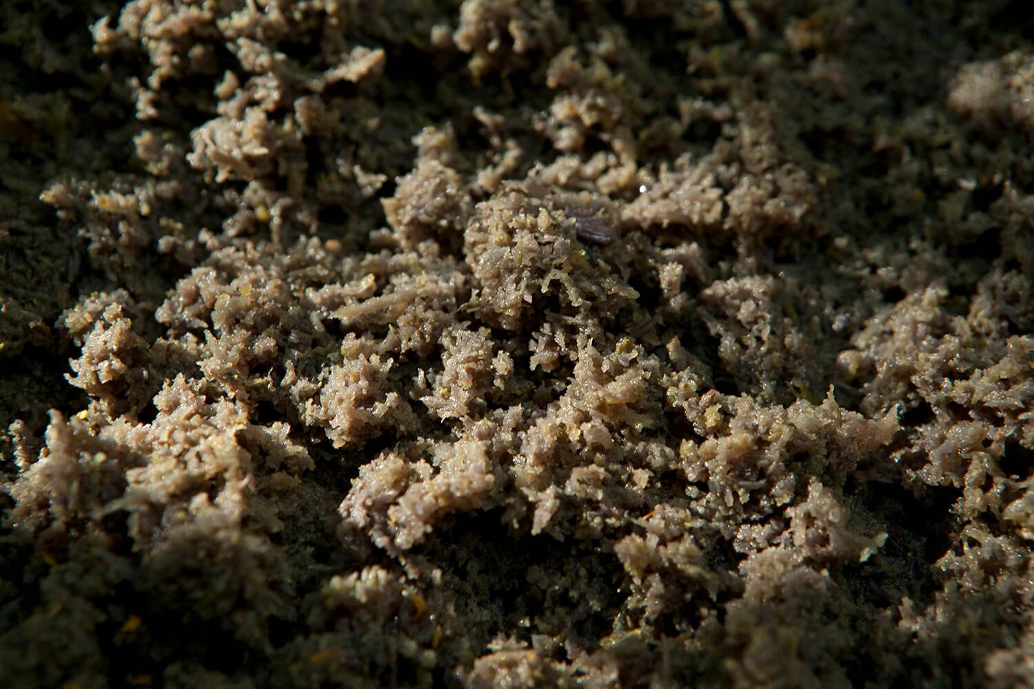 HUITO_galeria 9 _MG_4894.jpg
